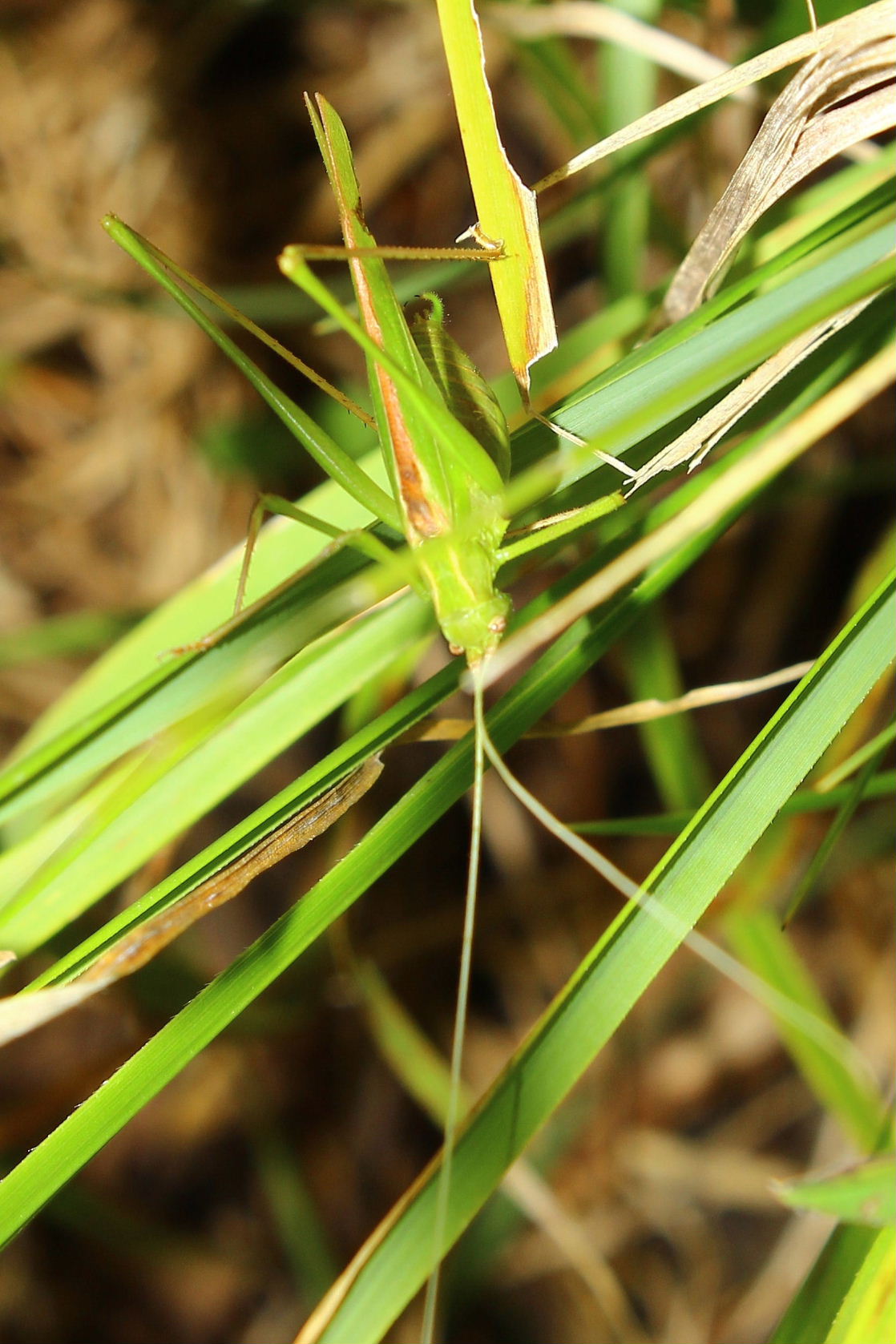 Orthoptera da determinare-9 ??